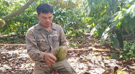 Kẻ xấu liên tiếp phá hoại vườn sầu riêng tại Đắk Lắk